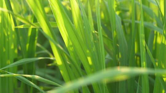 水稻叶子绿叶光影变化