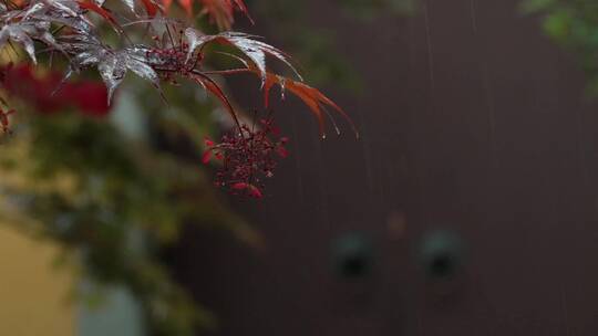 128 杭州 寺庙 古建筑 下雨天 门 树枝