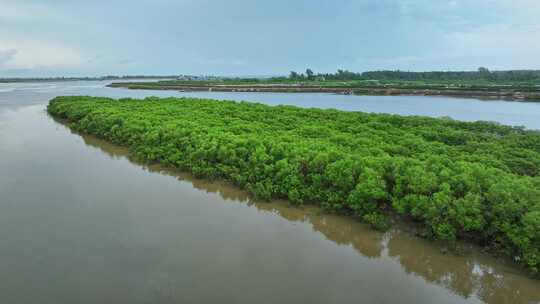 4k湛江乐民港红树林滩涂湿地保护区航拍