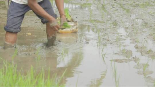 稻农种植水稻的场景