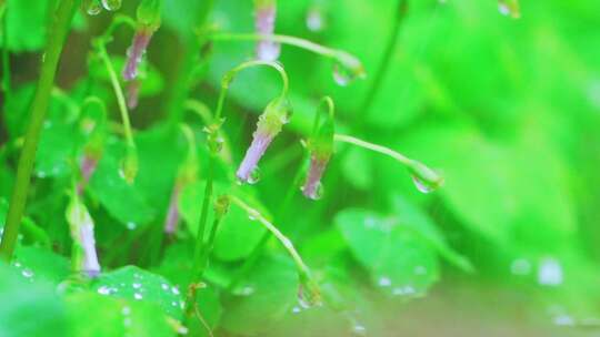 春天春雨中的三叶草