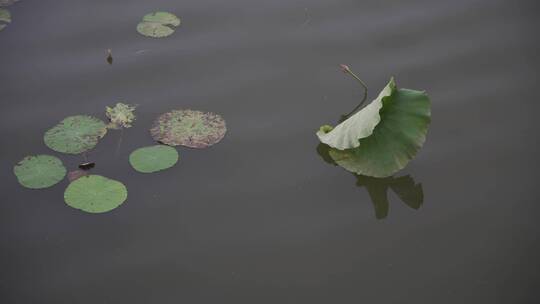 杭州西湖风景区西泠桥风景