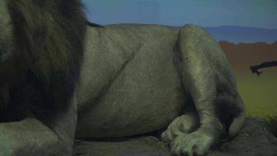 狮子捕猎进食非洲大草原标本