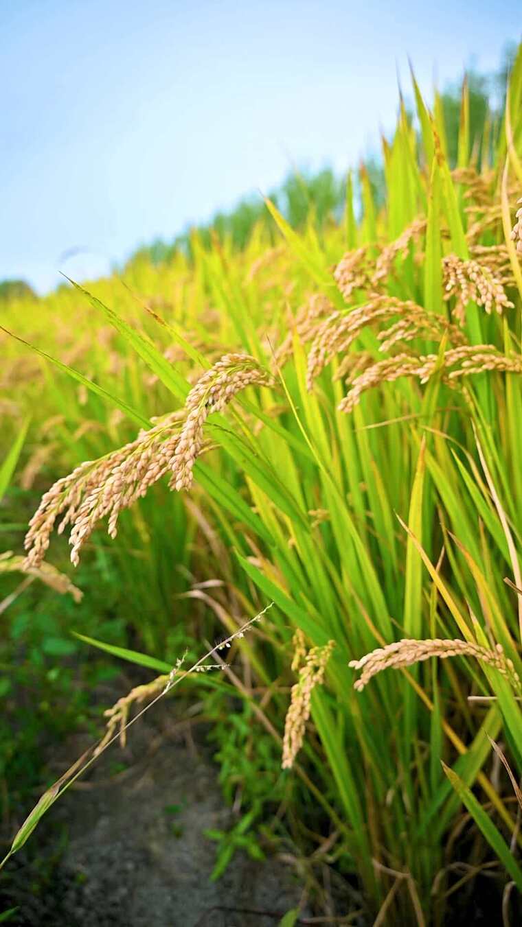 秋天丰收待收割的金色水稻