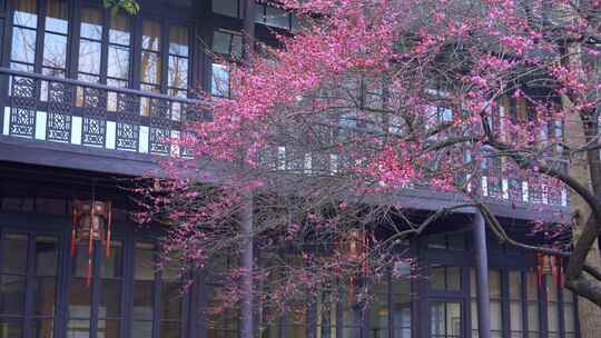 杭州西湖都锦生故居梅花风景