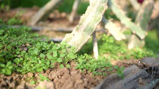 火龙果种植 火龙果树 仙人掌科植物