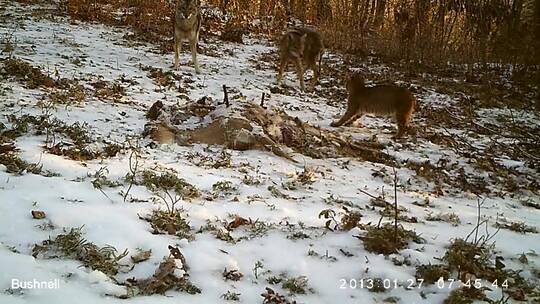 郊狼和山猫在野外的雪地里打架