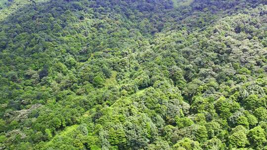 航拍森林树木青山山脉自然风景