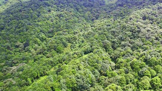 航拍森林树木青山山脉自然风景视频素材模板下载