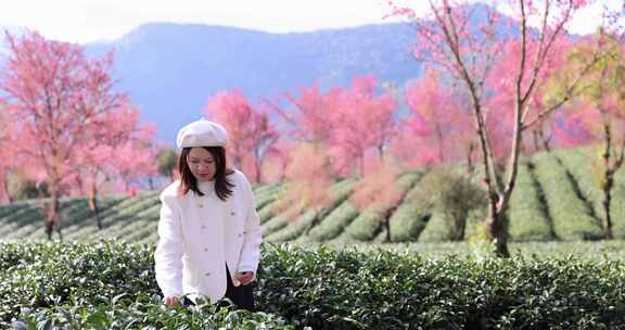 女子在樱花茶园里采茶叶唯美慢镜头