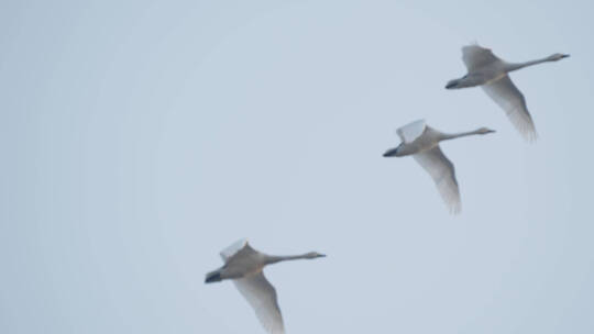 大雁飞过，鄱阳湖国家湿地公园