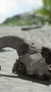 沙质表面上的动物头骨，上面有岩石和植物