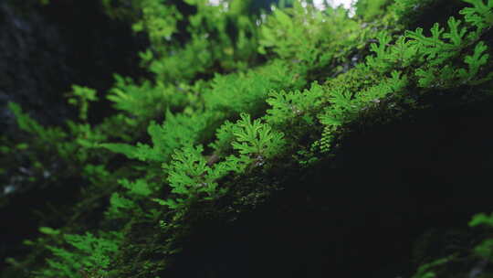 青城山 植被