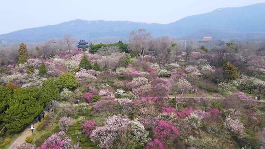 南京梅花山、梅花、梅园