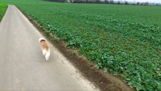 狗在庄稼田里散步