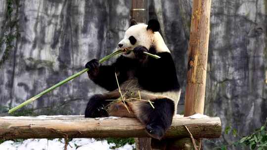 冬天大雪后一只毛绒绒的大熊猫在户外吃竹子