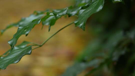 雨后落叶实拍
