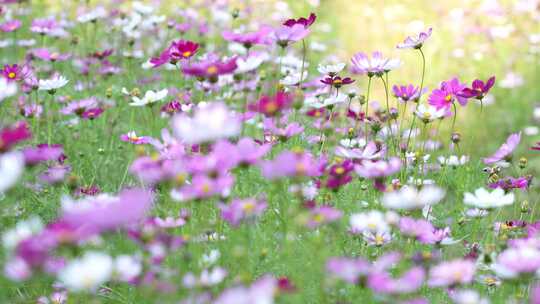 格桑花实拍