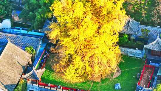 西安古观音禅寺千年银杏树