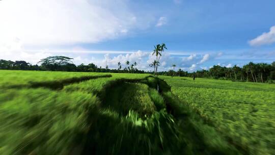 航拍水稻田椰子树三亚风景视频素材模板下载