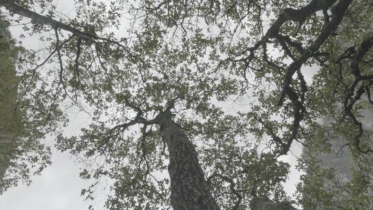 4k森林树木绿叶天空旋转仰拍