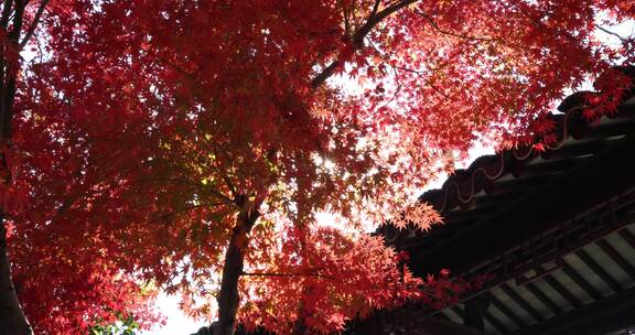 苏州重元寺古风建筑旁色彩鲜艳的唯美枫叶