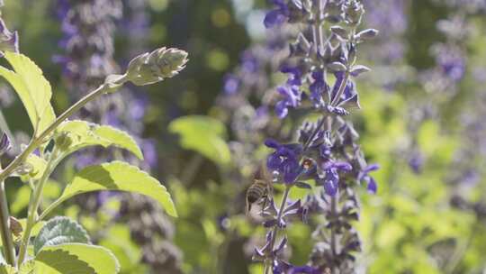 蜜蜂，授粉，蜜蜂，薰衣草