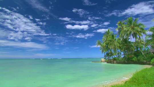 海南大海椰子树