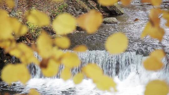 秋叶溪流小河