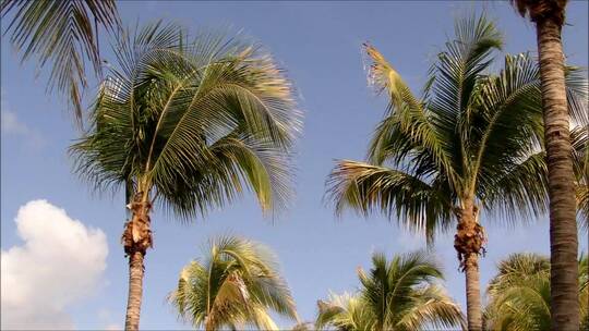 微风中要摇动的棕榈树