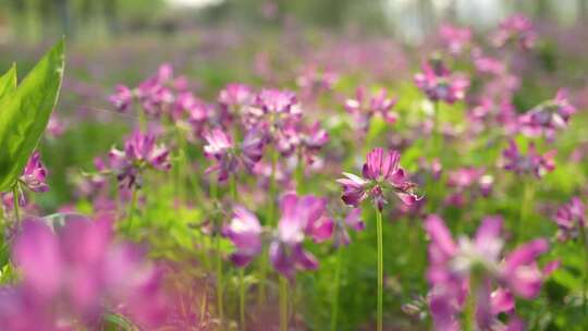 【4k视频】春天紫云英花海蜜蜂