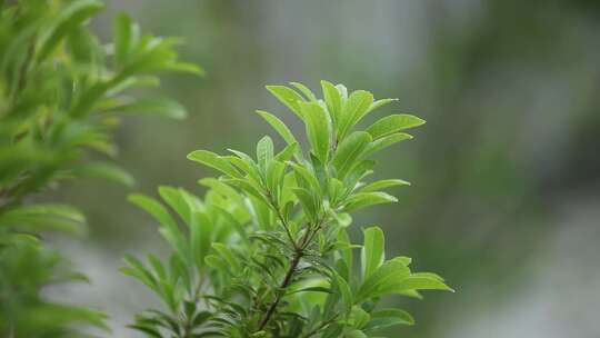 深山下雨