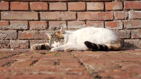 猫在墙角街晒太阳睡觉
