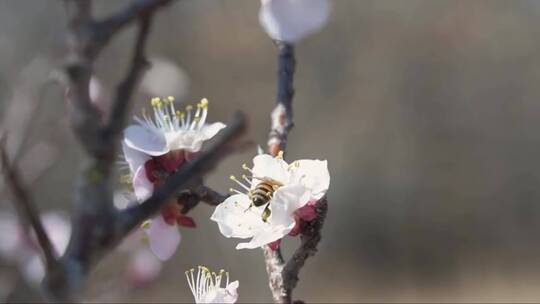 蜜蜂在白色花朵上吸食花蜜