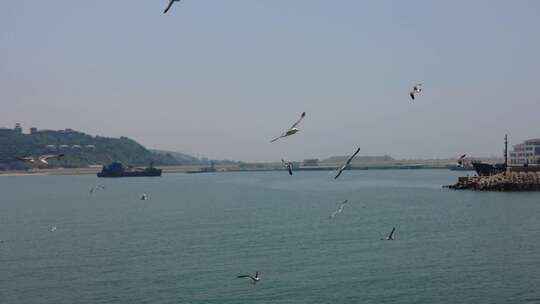 蓝色海洋大海海鸥岛屿浪花风景航拍