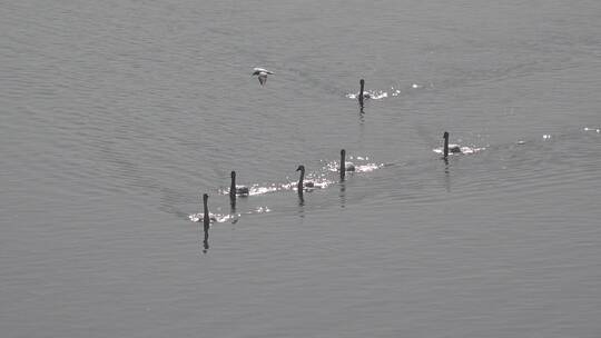 湿地湖泊波光粼粼保护鸟类白天鹅视频素材模板下载