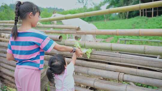 亲子农场动物萌宠喂养合集