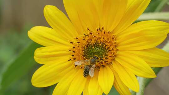 4K-蜜蜂采食花蜜的特写视频素材模板下载