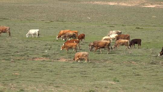 一群牛在草地上吃草视频素材模板下载