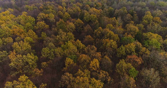 航拍秋季森林景观