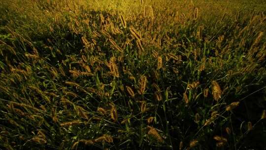 超长时长夕阳黄昏狗尾巴草