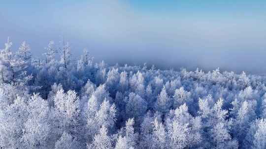 冰雪覆盖的森林壮观全景