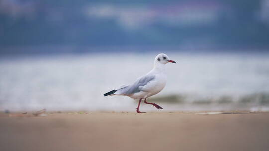 沙滩大海海鸥飞翔