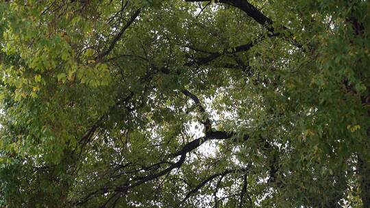 茂密树木枝叶繁茂景象