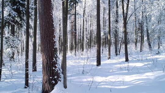 航拍冬天阳光照射下白雪皑皑的树林