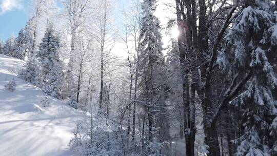 冬天、雾凇、树挂、雪、树枝、冬日暖阳
