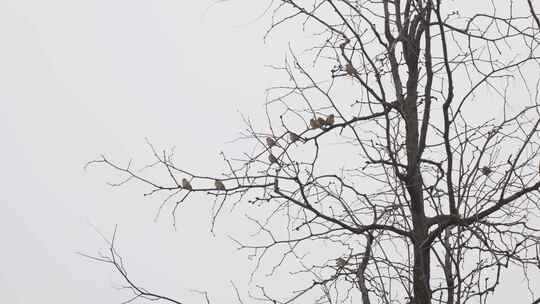 冬天树枝上的麻雀视频素材模板下载