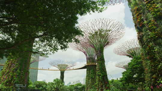 新加坡唯美滨海湾花园 (1)
