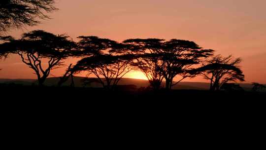 金合欢，树木，黄金时刻，肯尼亚