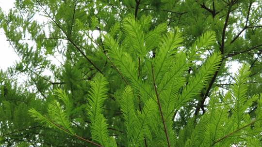 上海植物园品质绿色植被人流实拍